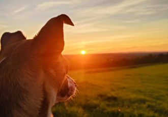 Pic for Pet Bereavement